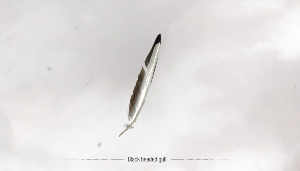 Hugo's Herbarium 6 - Black Headed Gull - A Plague Tale Requiem All Hugo's Herbarium Locations