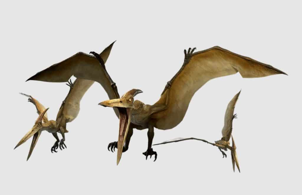 Pteranodon - Exoprimal Dinosaurs